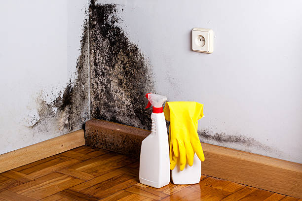 Office Mold Removal Services in Hobart, OK