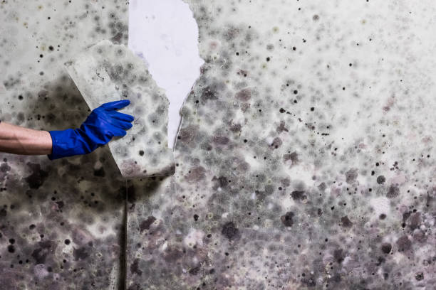 Best Same-Day Mold Removal  in Hobart, OK