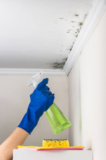 Best Mold Damage Repair  in Hobart, OK
